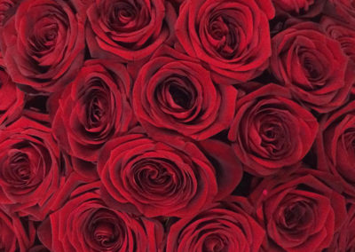 Meyer Söhne AG, Blumengeschäft & Gärtnerei