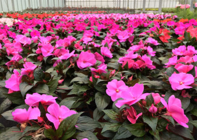 Meyer Söhne AG Blumengeschäft am Hörnli